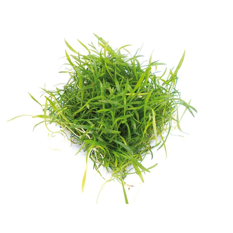 Dennerle Lilaeopsis brasiliensis pad 9x9 cm - imagine 3